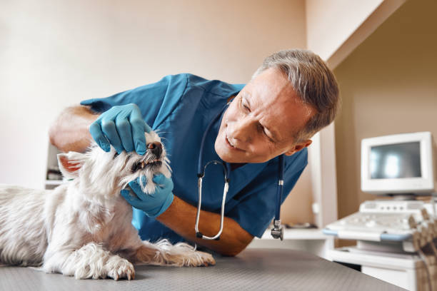 Best Emergency Root Canal Treatment in San Joaquin, CA